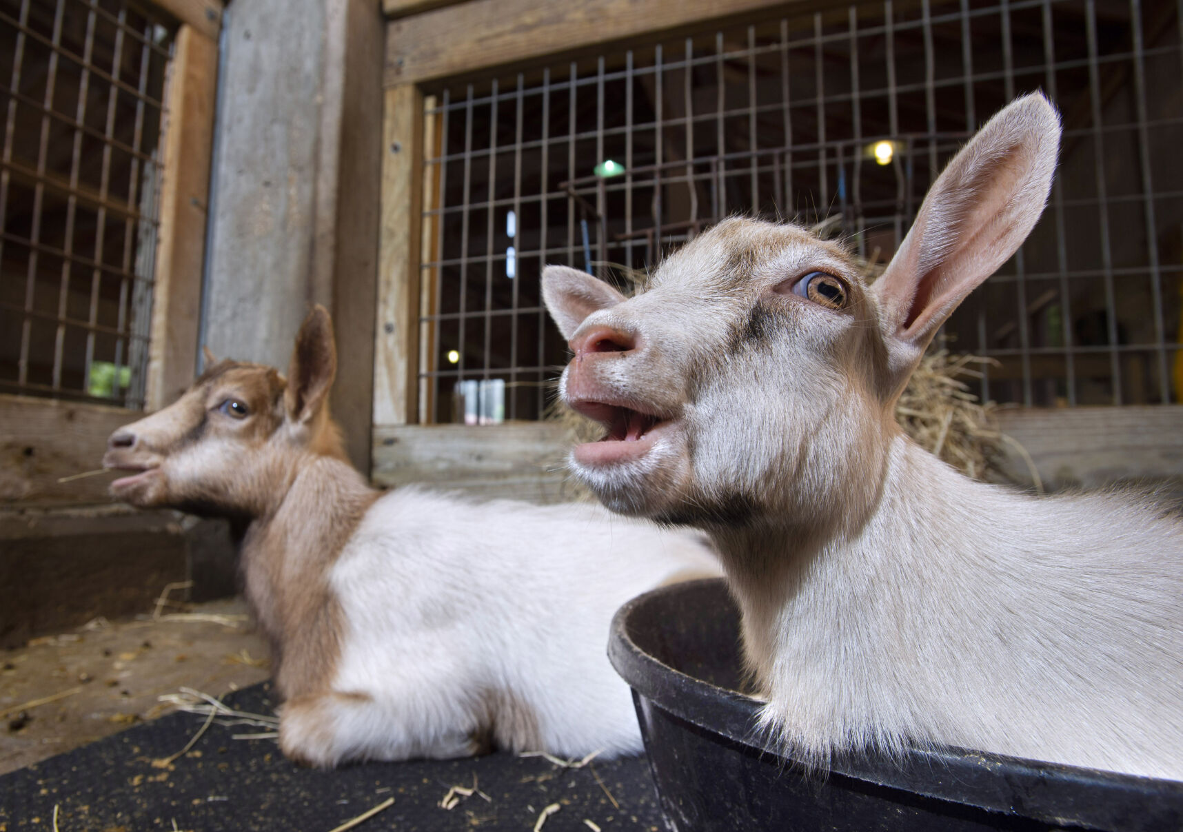 BR.wildartzoopygmygoats.adv TS 303.jpg
